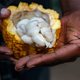 cacao beans with fruit attached
